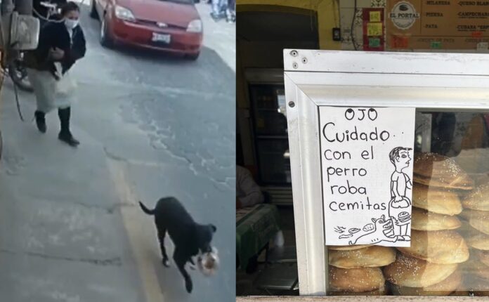 VIDEO: se busca perrito adicto a las cemitas en Puebla