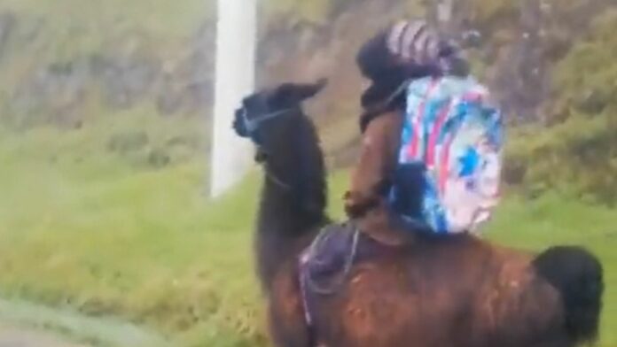 Video: Graban a menor yendo al colegio montado en una llama y a toda velocidad