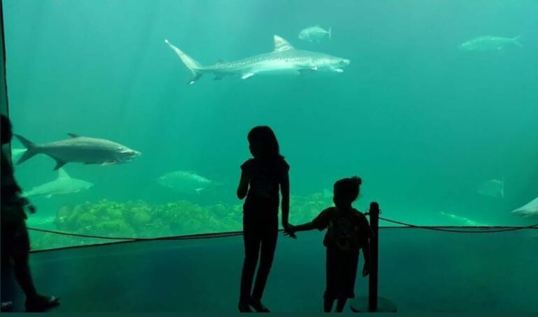 Mediante un decreto el Acuario de Veracruz pasó a manos del gobierno estatal; empresarios y ciudadanos criticaron la medida. Foto: Redes sociales