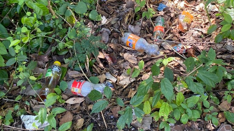 La educación ambiental que se imparte en la escuela debe volverse parte de nuestros hábitos: Lili Campos