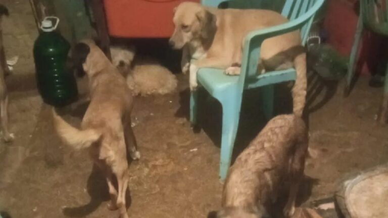 Rescatan a 21 perritos encerrados en domicilio de Edomex