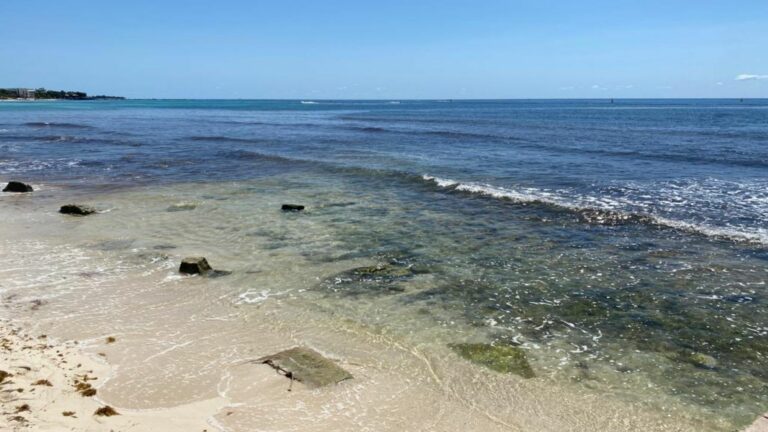 ¡Las costas lucen limpias y con un color espectacular en Playa del Carmen!