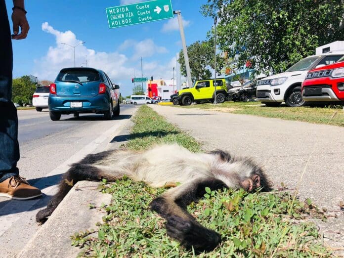 Atropellan a mono araña sobre la Suzuki de Playa del Carmen, no sobrevivió