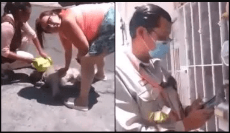 Trabajador de la CFE mata a una perrita con un destornillador en Puebla