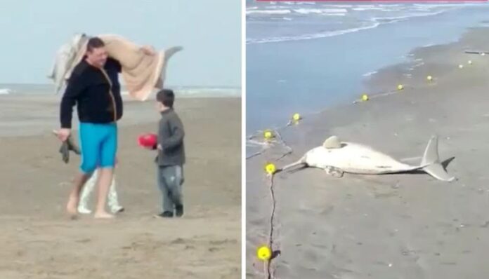 Hombre pesca delfín de especie en extinción y se lo lleva envuelto en una manta