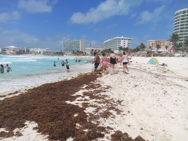 Anticipan llegada de una gran mancha de sargazo a Quintana Roo entre 15 y 20 días