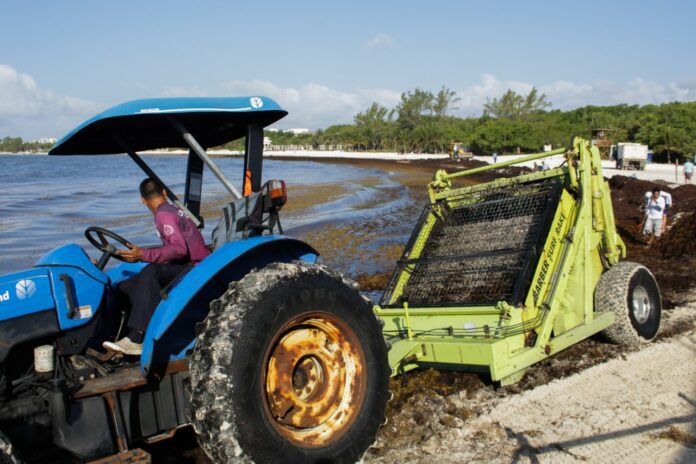 Jornada de limpieza de sargazo en Punta Esmeralda 