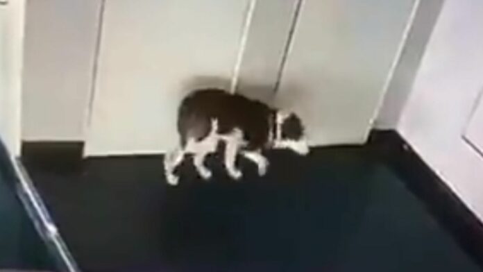 Un terrible caso de maltrato animal se dio a conocer en un edificio de la ciudad de Buenos Aires y que generó repudio en las redes.