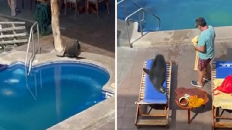 VIDEO: Foca saca a un hombre de su silla para ella tomar sol