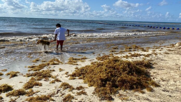 Avanzan las labores contra el sargazo en Playa del Carmen