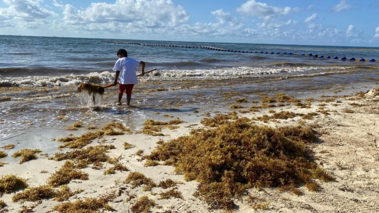 Avanzan las labores contra el sargazo en Playa del Carmen