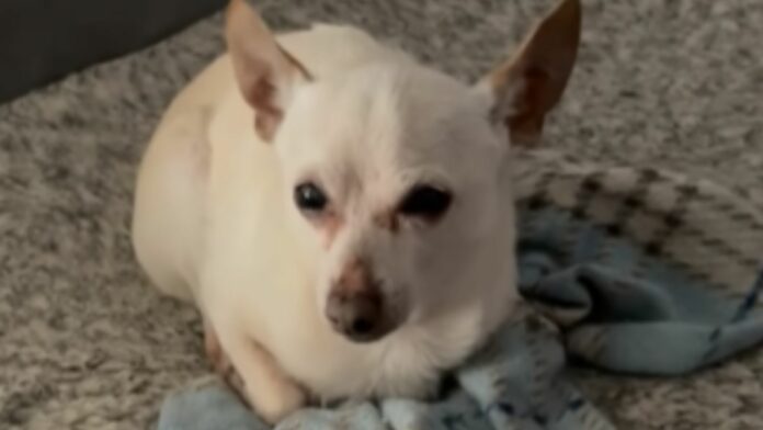 Él es Toby Keith, el perrito vivo más longevo del mundo