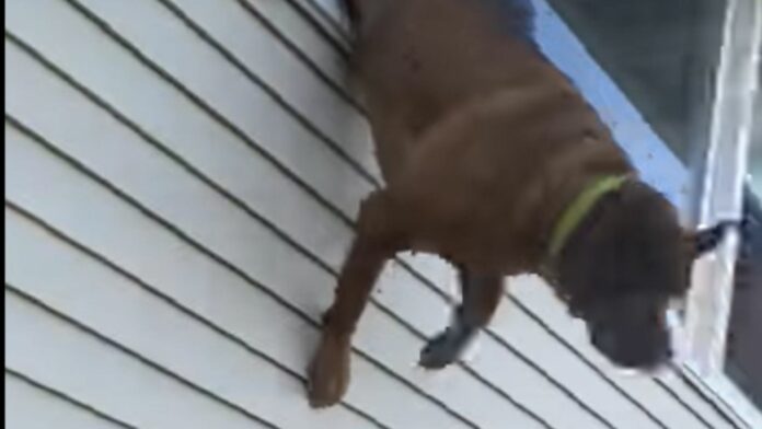 VIDEO: Perro salta por una ventana para escapar de un incendio