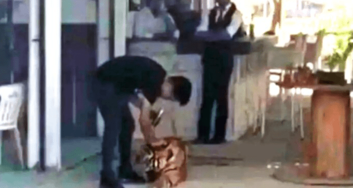Hombre llega a comer a un restaurante ¡acompañado de su tigre!