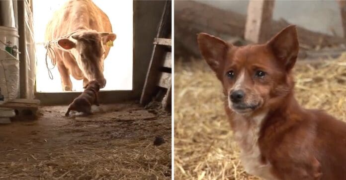Perrito llora desconsolado cuando venden a la vaca que lo crío desde cachorro y se vuelve viral