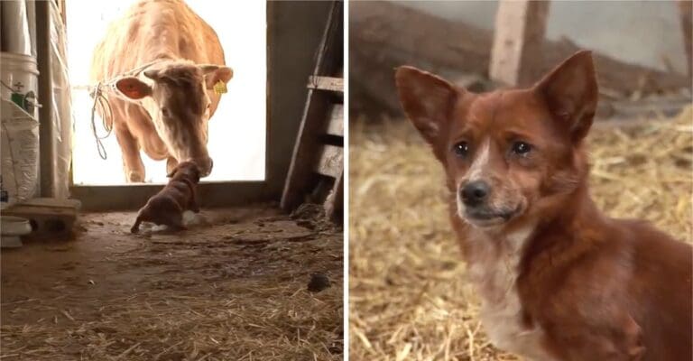 Perrito llora desconsolado cuando venden a la vaca que lo crió desde cachorro y se vuelve viral