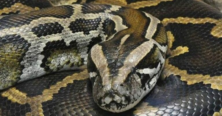 Video: Boa se traga un venado en Yucatán y luego lo devuelve