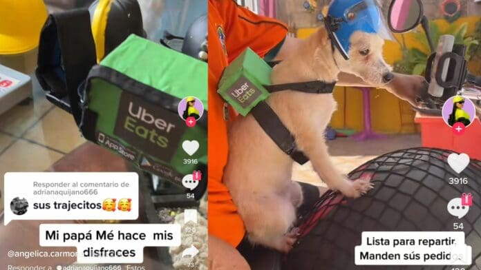 Video: Le hace casco y mochila de 