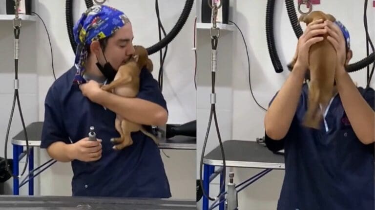 Video: Veterinario “baila” con perritos para que se relajen al cortar sus uñas