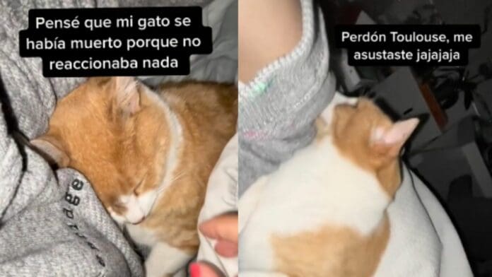 Video: Gato se hace el 