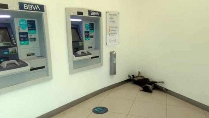 FOTOS: Perro es adoptado por empleados de un banco en Sonora