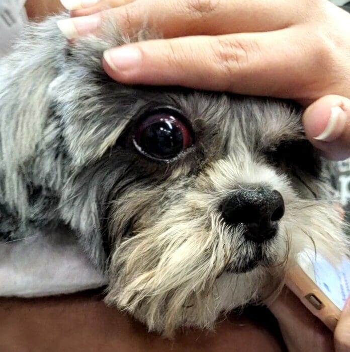 Petco le corta ojo a perrito y no se hace responsable