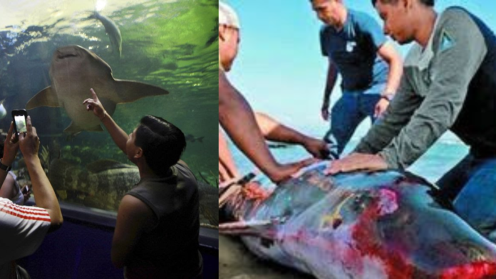 Por negligencia mueren animales en Acuario de Veracruz