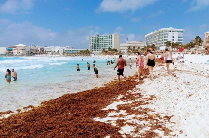 Recale excesivo de sargazo en tres playas de Cancún
