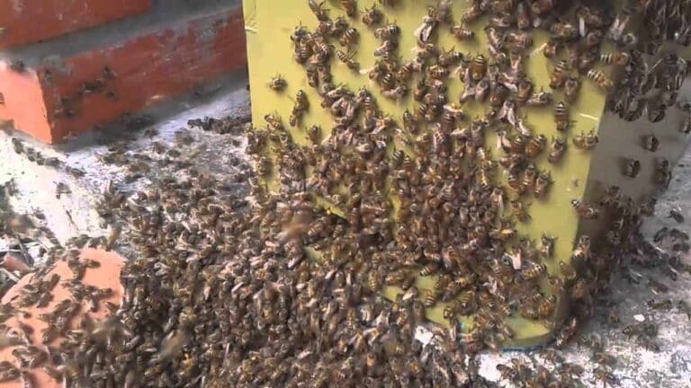 Abejas africanizadas atacan a estudiantes y comerciantes en Veracruz