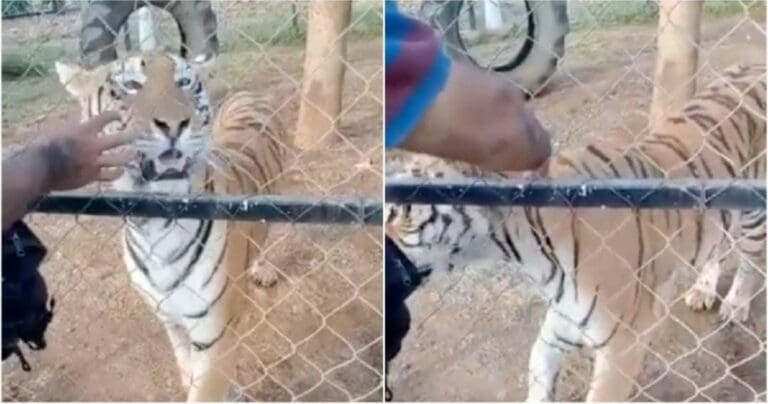Otro video de tigre. Es uno que atacó a su cuidador en Michoacán. El animal desconoció a este hombre y en segundos le mordió en el brazo.