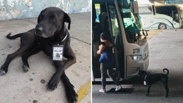 Perrito 'consigue trabajo' en central de buses en Acapulco y se vuelve viral