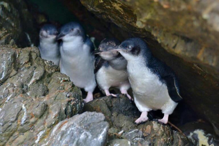 Cientos de pequeños pingüinos azules aparecen muertos en las costas de Nueva Zelanda