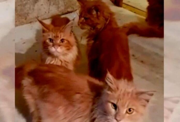 Una mujer murió; los días pasaron y nadie alimentó a sus 20 gatos; a los michis no les quedó de otra que empezar a comerse los restos.