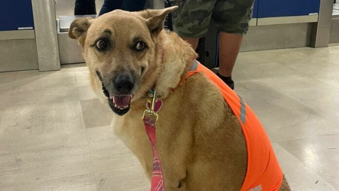 Denuncian a Volaris por impedir que perrita suba al avión: Me discriminan por ser gorda