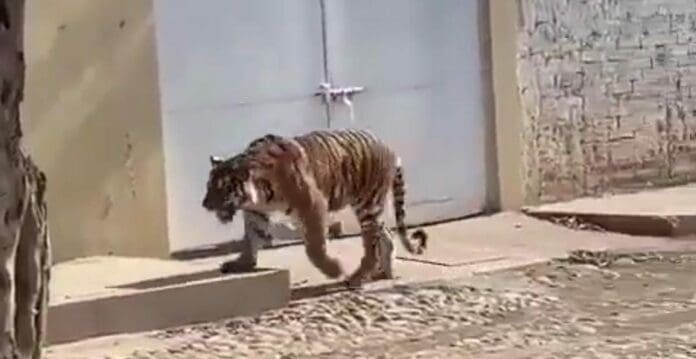 Un enorme tigre de bengala fue captado en un poblado del estado de Nayarit; la gente se sorprendió de ver al felino. ¿Qué tal?