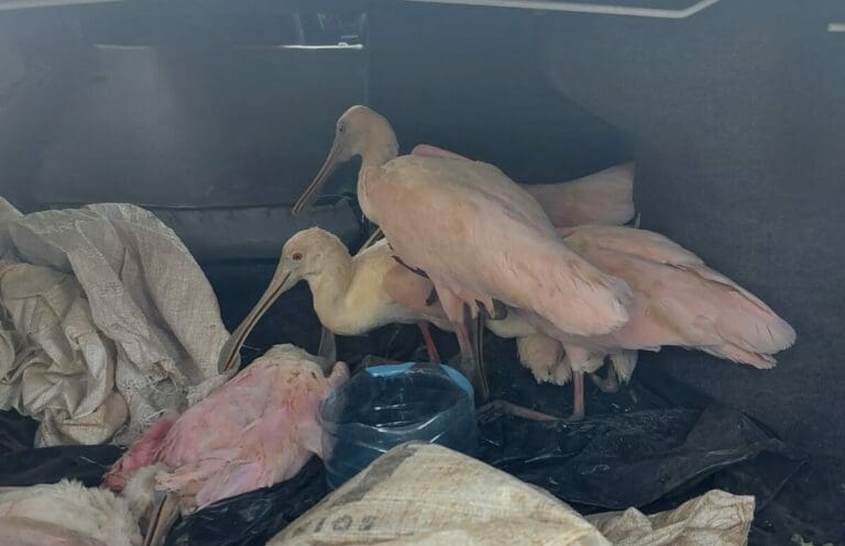 Rescatan 10 aves silvestres en taxi en Playa del Carmen; cinco murieron