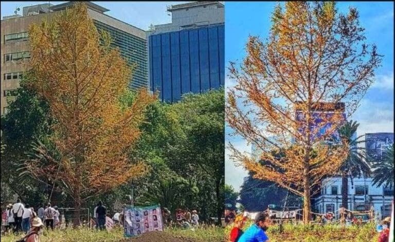 ¿Se seco el Ahuehuete de Paseo de la Reforma? Esto dice el gobierno