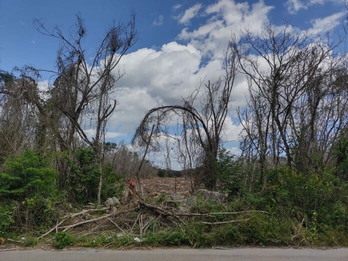 Denuncian activistas que brecha del Tren Maya ya es un basurero