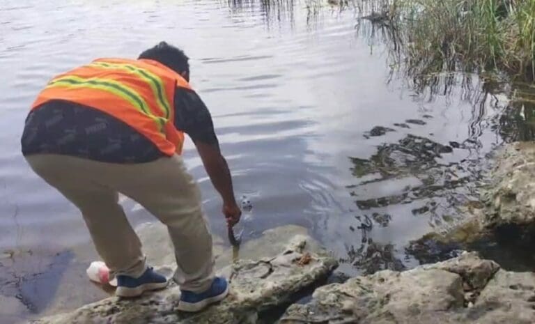 Rescatan a cría de cocodrilo mantenida en cautiverio en Felipe Carrillo Puerto