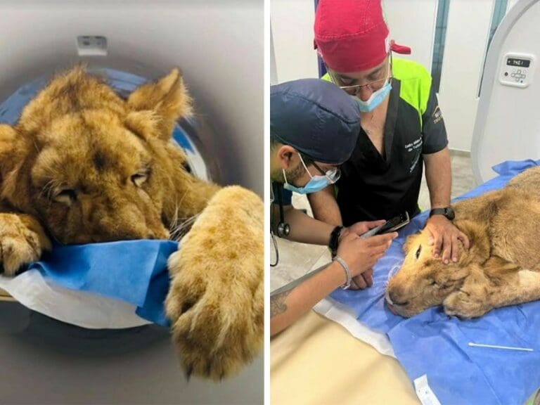 Salvan a ‘Kiro’, un leoncito africano rescatado en Edomex