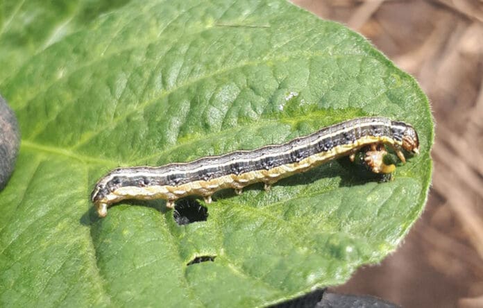 Plaga de gusano cogollero amenaza la producción de maíz en la Zona Maya