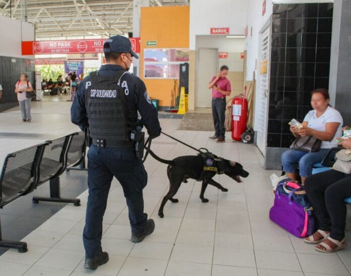 La Unidad Canina ha logrado una gran cantidad de detenciones en Playa del Carmen. Ha detectado narcóticos y armas de fuego. Foto: SP de Solidaridad