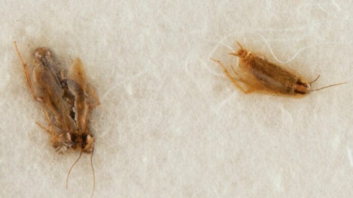 Tres cucarachas muertas serían subastadas por más de 7 mdp