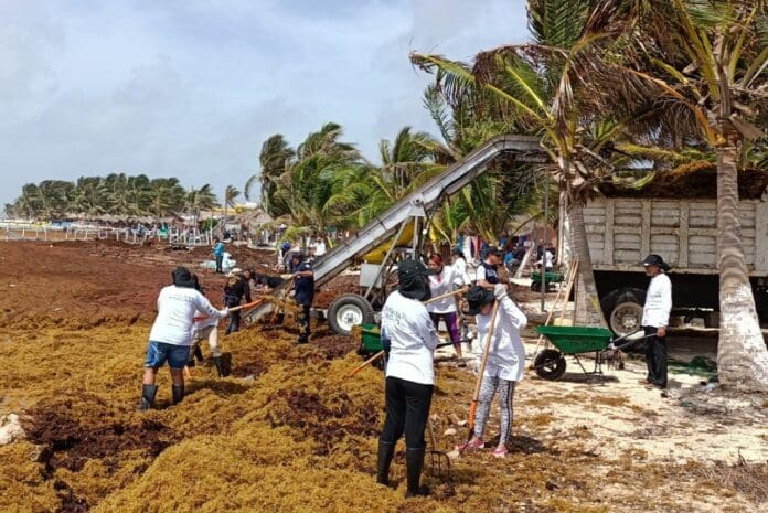 Activará Marina bandas recolectoras de sargazo en Mahahual