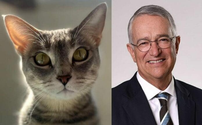 Usaron gatitos para explicar cuánto es que debe de impuestos el polémico empresario Ricardo Salinas Pliego. ¿Qué tal? Foto: Redes sociales