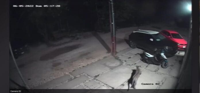Capta video a jaguar en zona urbana de Tulum￼