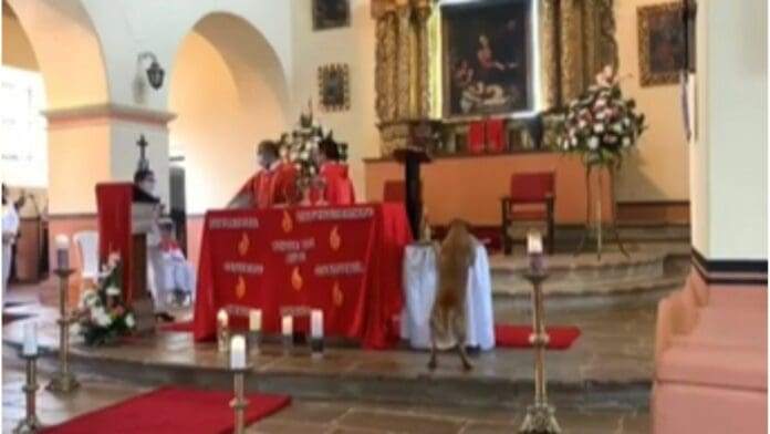 VIDEO: Perrito se roba el pan de la misa y se vuelve viral