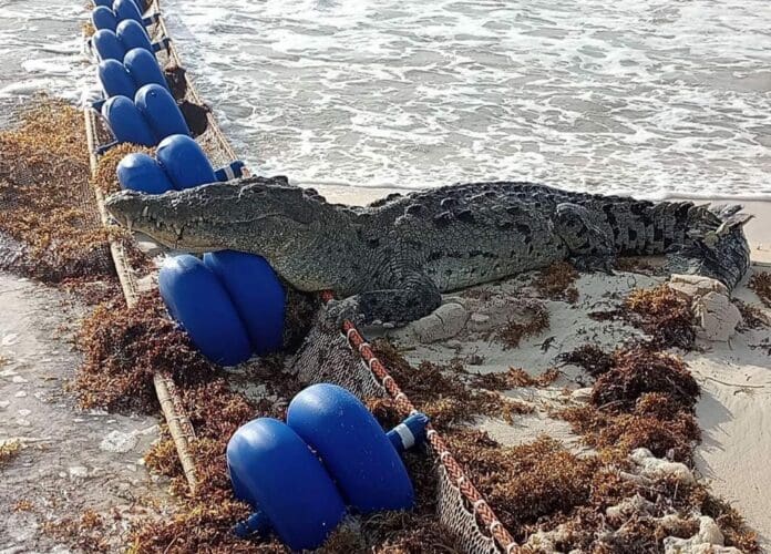 Deambula cocodrilo en la zona costera de Tulum