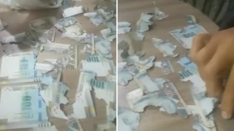 VIDEO: Rata destruye 15 mil pesos en ahorros que una mujer tenía en su casa