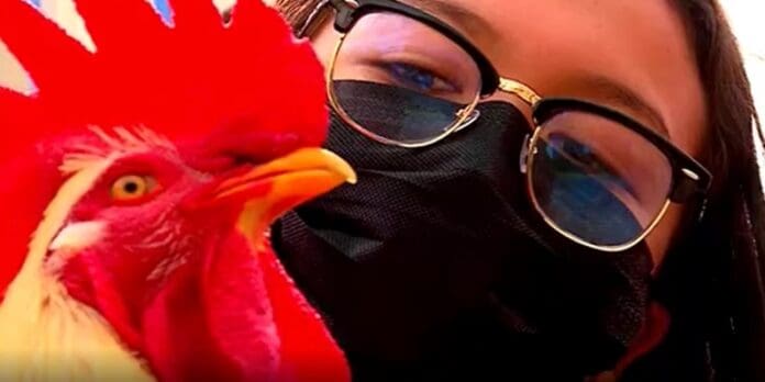 ¡Recibe multa por 5 mil pesos! Sus vecinos se quejaron por el ruido que hacía su gallo